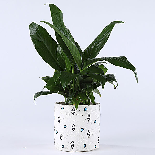 Peace Lily Plant