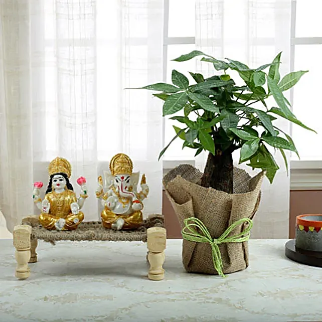  vastu plants